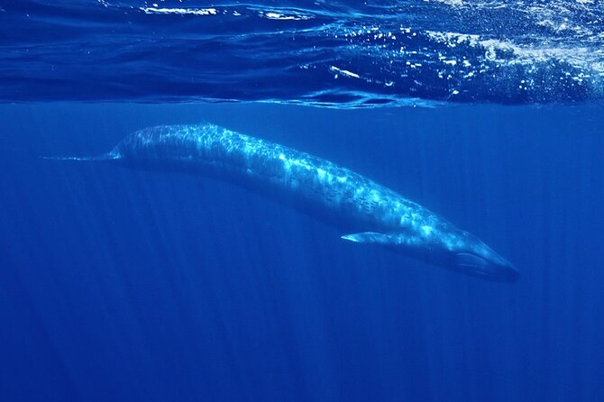 Whale and Dolphin Watching Speedboat Tour Review - Tour Overview