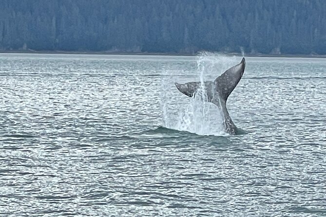 Whale Watching Adventure in Juneau - Good To Know
