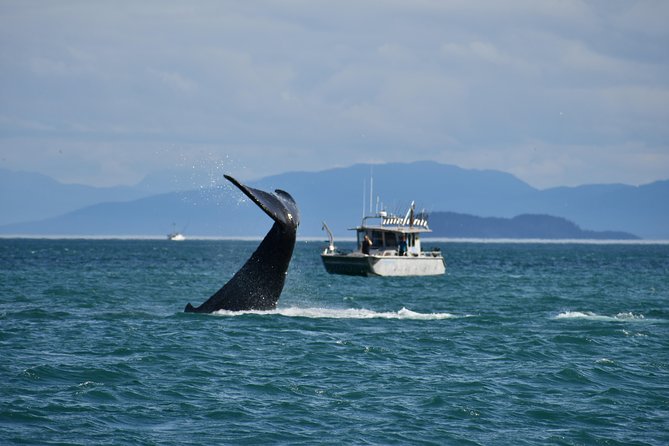 Whale Watching Charters and Bear Search Through Icy Strat Alaska - Good To Know