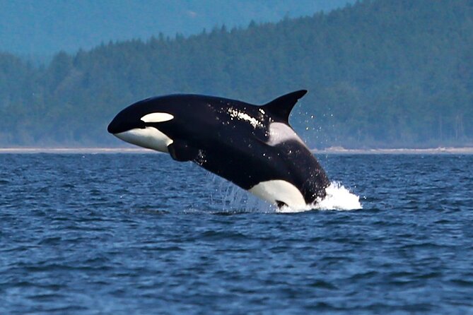 Whale Watching + Deception Pass Tour Review - Good To Know