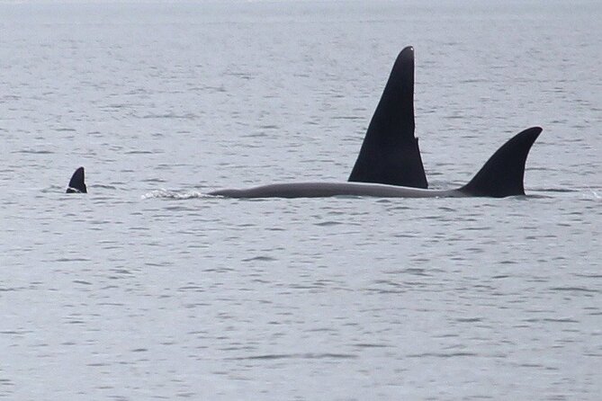 Whale Watching Tour From Anacortes - Good To Know