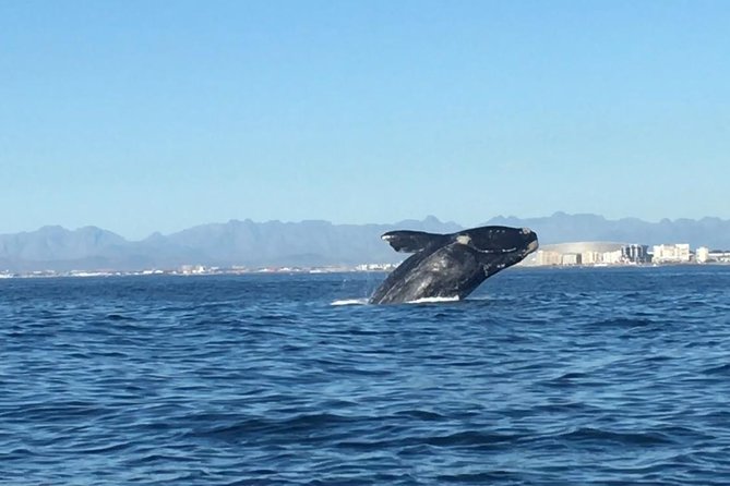 Whale Watching Tour From Cape Town - Key Points