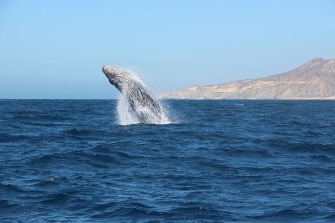 Whale Watching Tour on a Pontoon Experiencing the Most Magical Gift of Nature! - Key Points
