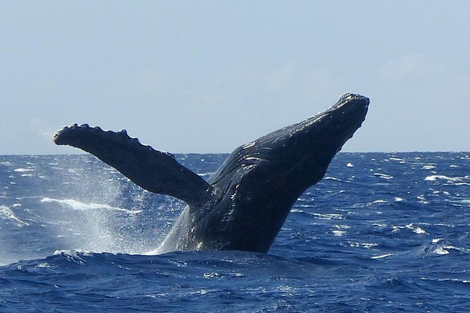 Whalewatch Deluxe Tour From Maalaea Harbor - Key Points