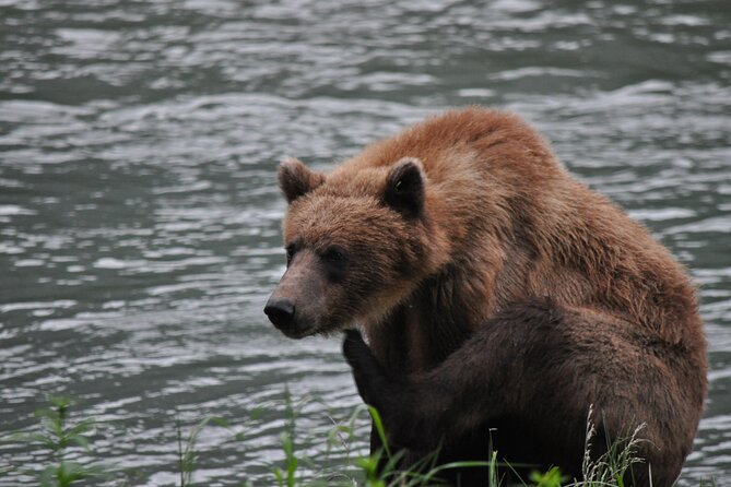 Wildlife Safari & Bear Viewing Review - Tour Overview