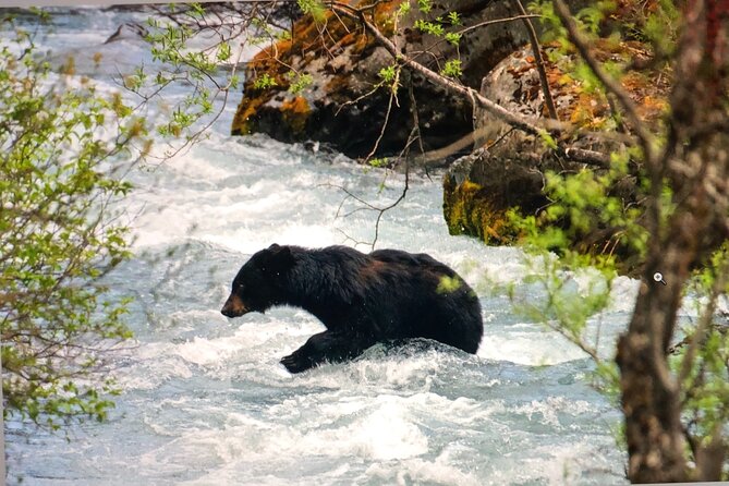 Wildlife Walking Half-Day Tour Review - Tour Overview