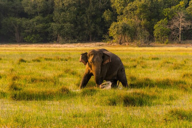 Wilpattu National Park Private Jeep Safari From Colombo & Negombo