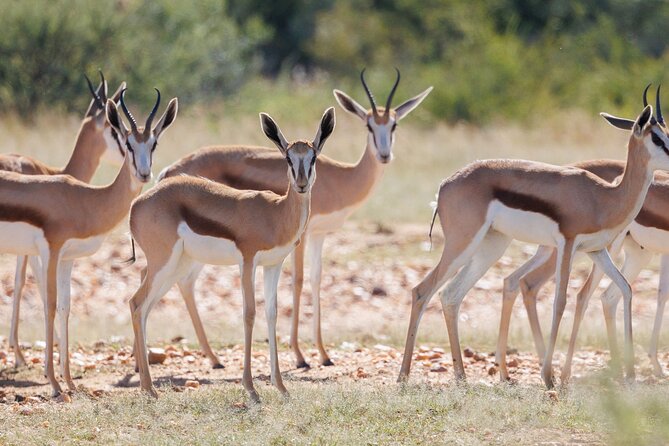 Windhoek Wilderness Safari: A Game Drive Experience - Key Points