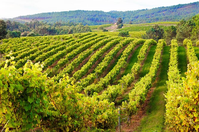 Wine Tourism Experience in Good Company in Terras Gauda O Rosal - Key Points