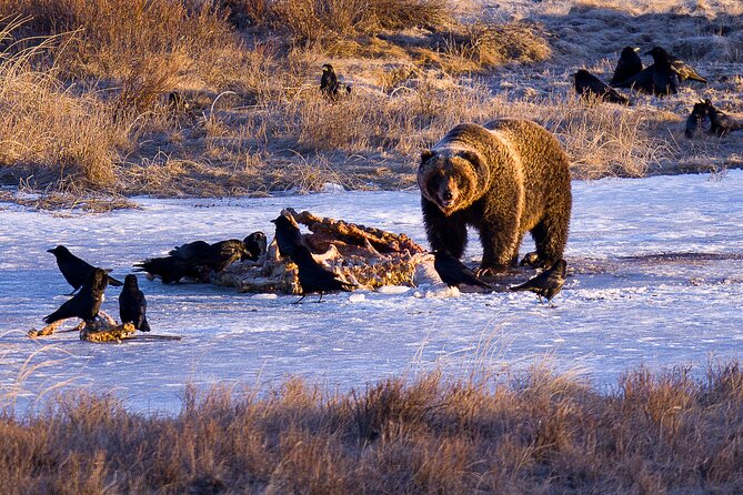 Winter in Yellowstone Photography Tour - Tour Overview and Details