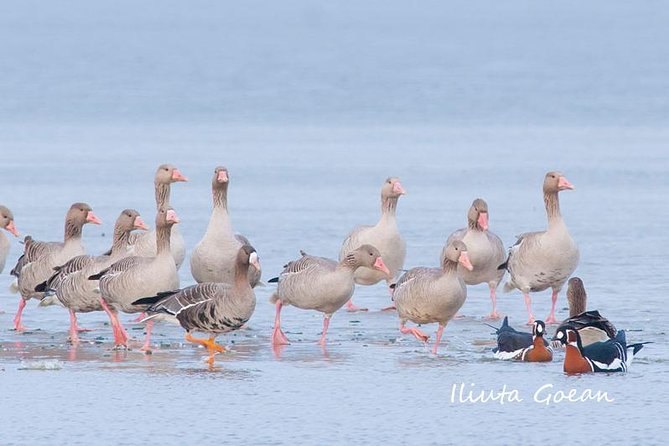 Winter Tour in Dobruja – Searching for Red-Breasted Geese – Private Program