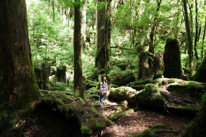 Yakusugi Cedar Forest Walking Tour on Yakushima Island - Good To Know