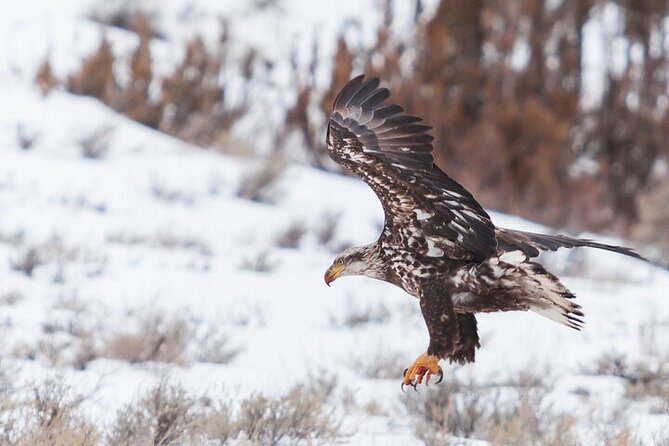 Yellowstone Winter Wildlife Safari From Gardiner - Overview of the Safari