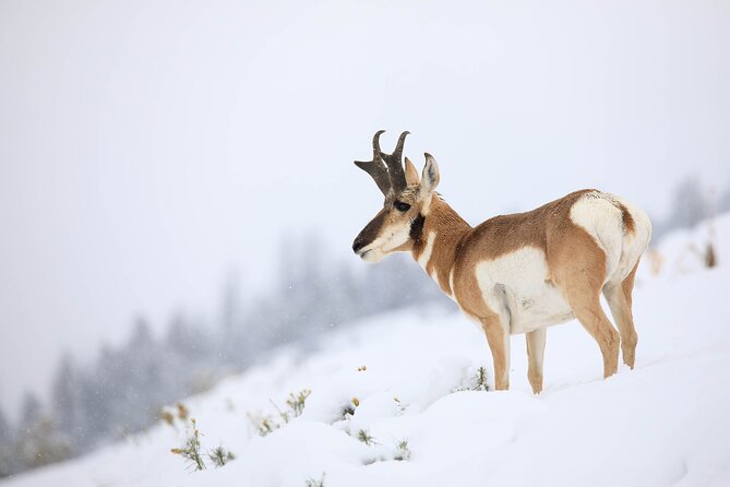 Yellowstone Winter Wildlife Safari From Paradise Valley - Exploring Yellowstones Winter Wonders