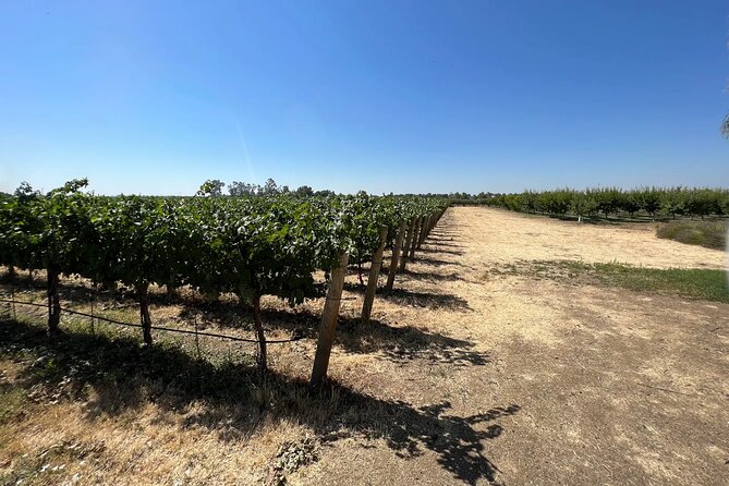 Yolo County Explorer: Culinary & Cultural Tour Review - Good To Know