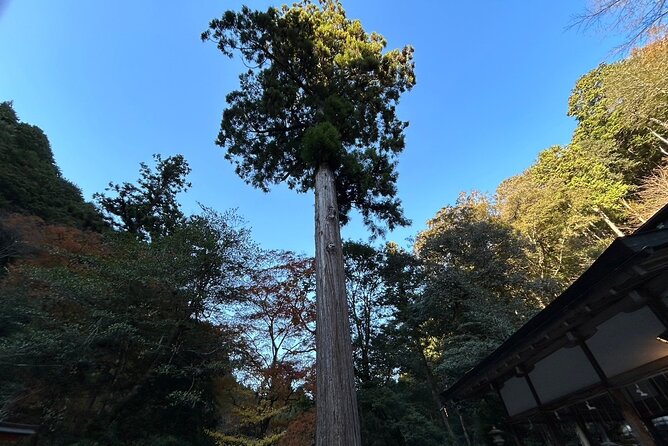Yoshino Full Day Cycling + Hiking Tour - Inclusions and Costs