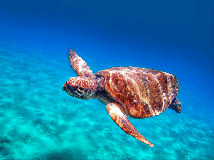Zakynthos Private Boat: Turtles & Marathonisi Island (max5) - Safety and Precautions