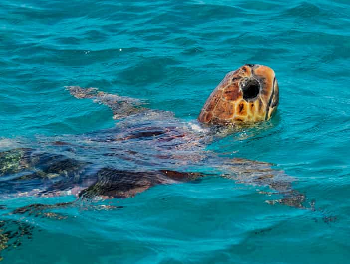 Zakynthos: Turtle Island, Cameo and Keri Caves + Transport - Good To Know