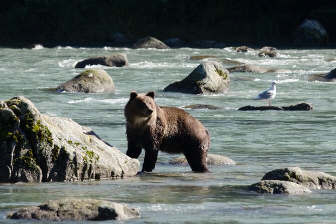 4 Hours Haines Chilkoot Wilderness and Wildlife Tour