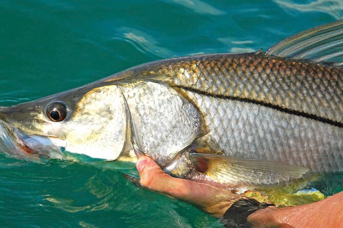 6 Hour Family Friendly Fishing Charter in Sarasota, Siesta Key
