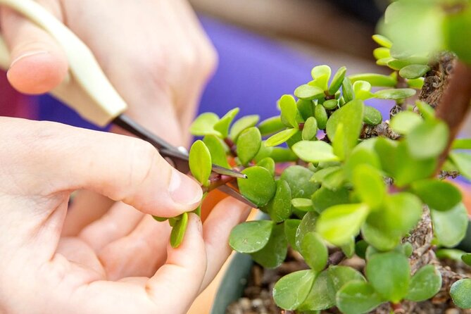 Bonsai Class in San Francisco: Make & Take Home a Bonsai Tree! - Location and Meeting Details