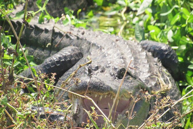 Brazos Bend Wildlife and Nature Tour