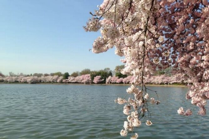 Chicago to Washington D.C. Cherry Blossom 3-Day Tour