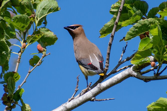 Downtown Charleston Birding Tour - What to Expect