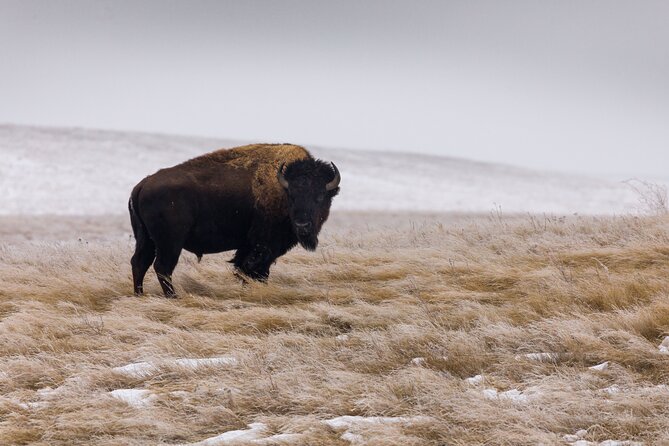 Frozen Frontier: Badlands Winter Expedition