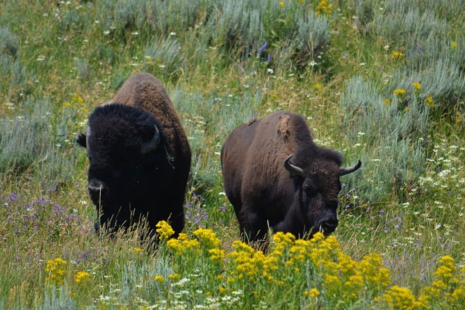 Full Day Private Yellowstone National Park Lower Loop Adventure