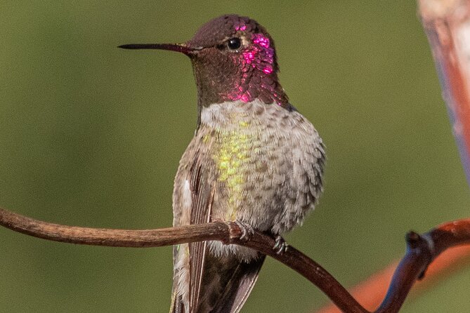 Golden Gate Park Wildlife Walking Tour