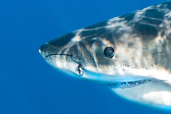 Great White Sharks Topside in Monterey Bay