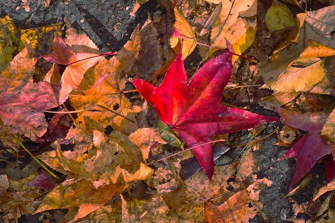 Half-Day Private Walking Tour of Central Park - Meeting and Pickup Details