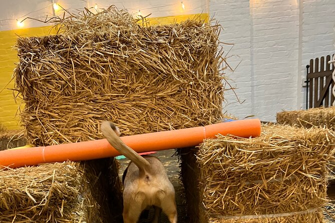Hide & Seek Skills for Dogs at the Hay Filled New York City Barn - Preparing for the Activity