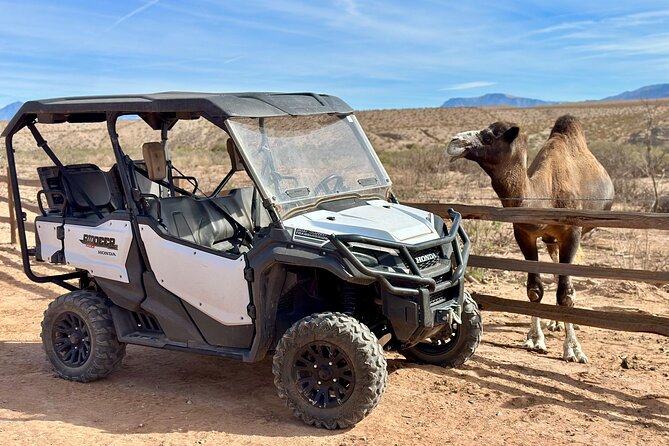 Las Vegas Zoo and UTV Tour With RT Transportation - Overview of the Tour Experience