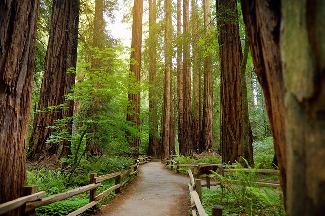 Muir Woods Self-Guided Driving and Walking Audio Tour - Overview of the Tour