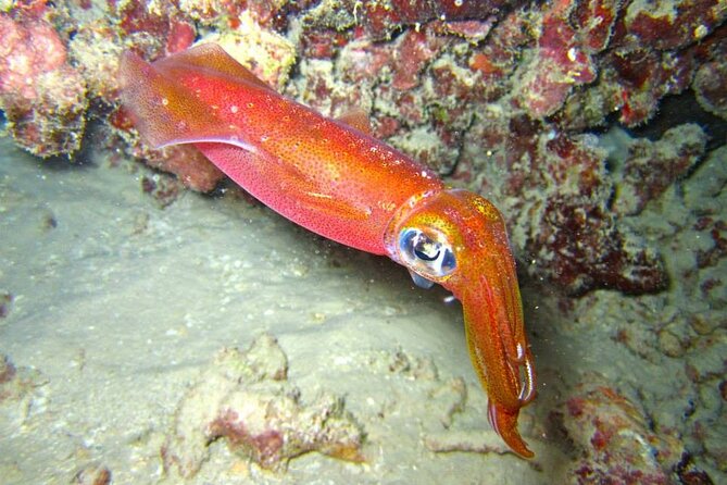 Night Dive Adventure in Oahu