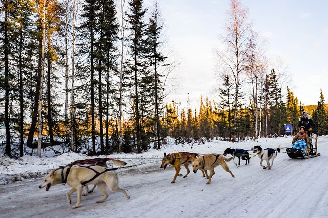 One Hour Experience Dog Sledding