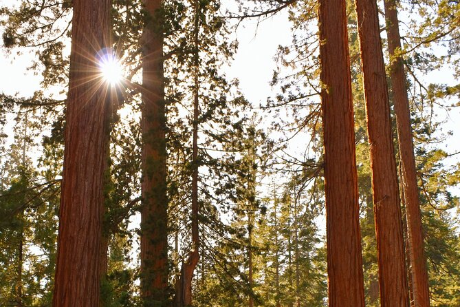 Private Tour of John Muir Redwoods and Sausalito