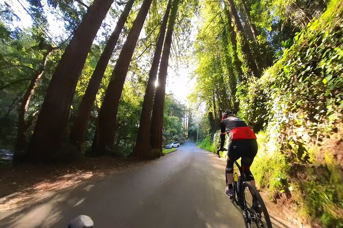 San Francisco to Muir Woods Cycling Tour - Tour Overview