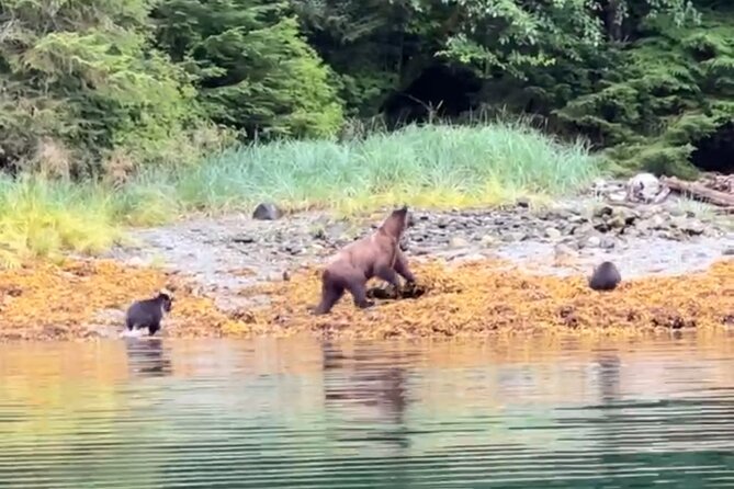 Sitka’S Private Wildlife Whale Adventure for 6 W/Transportation