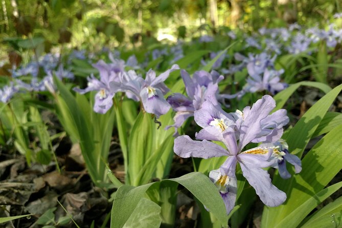 Stroll Back in Time Smokies History Streams and Forest Hike - Exploring Gatlinburgs Storied Past
