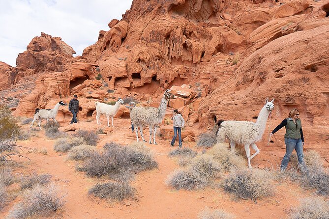 Valley of Fire Llama Hikes
