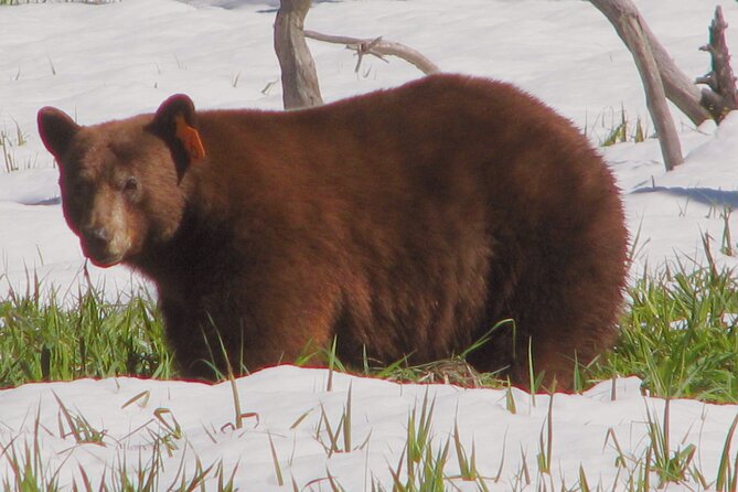 Yosemite National Park Private 1 Day Tour From San Francisco - Tour Overview