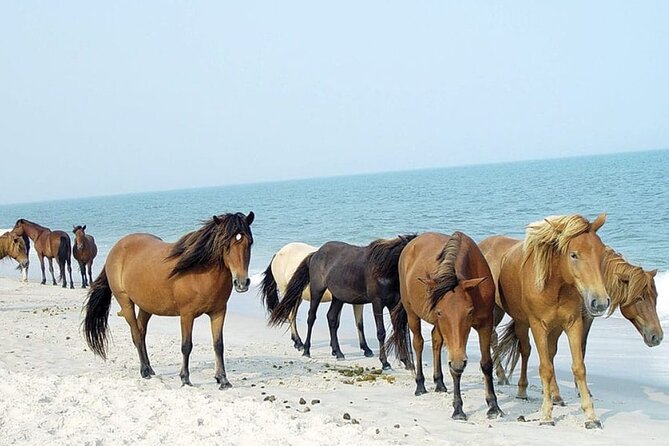 1-Hour Private Party Assateague Island Cruise in Ocean City, MD - Inclusions in the Tour