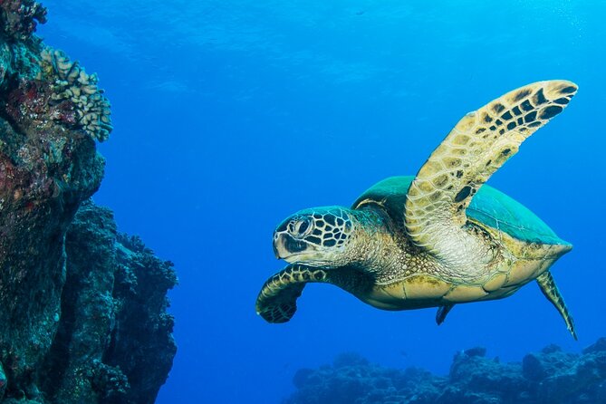 2 Tanks Scuba Dive Kauai From a Boat - Meeting Location and Arrival Instructions