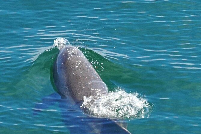4 Hour Pensacola Beach Excursion With Snorkeling and Swimming - Meeting and Pickup Information