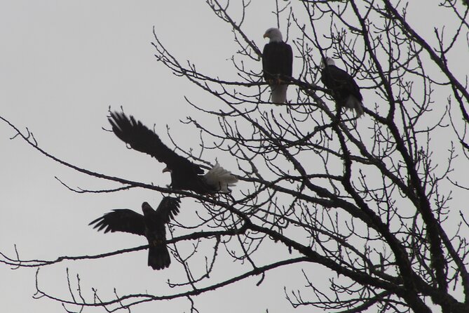 Bald Eagles Nesting Area Tour at Skagit River - Meeting and Pickup Information