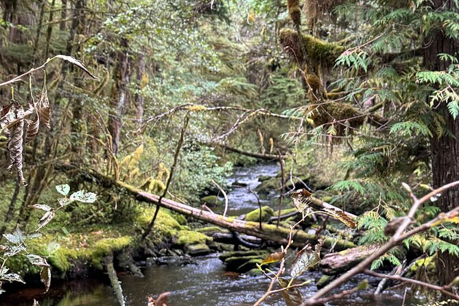 Beautiful Hike on Tongass National Forests Lunch Creek Trail - Embarking on the Trail