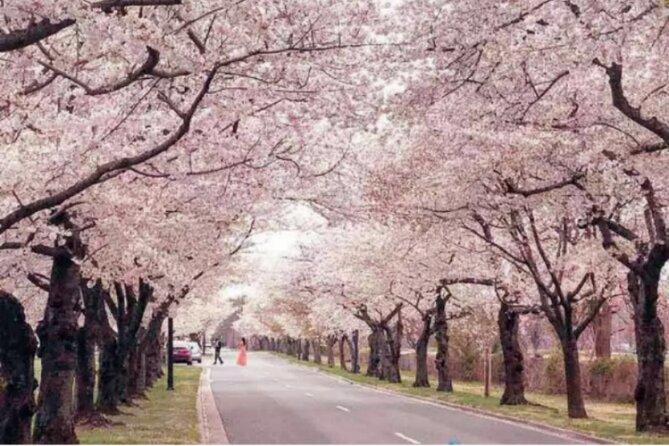 Chicago to Washington D.C. Cherry Blossom 3-Day Tour - Departure and Meeting Point